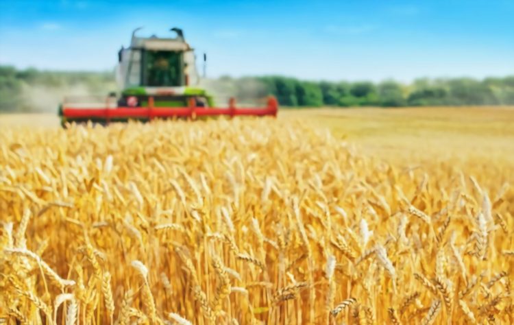 Russia-Ukraine War and the Fertiliser Crisis: Is the World Food System at Risk?